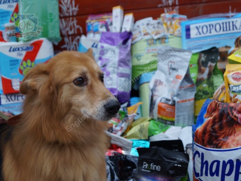 Акция «Корм для собак вместо цветов» собрала 64516 рублей